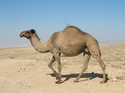 Desert Animals For Kids: List With Pictures & Facts. Desert Adaptations