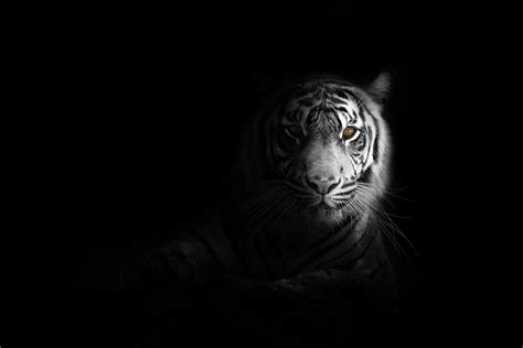 86 White Tiger Hd Wallpaper 4k Images & Pictures - MyWeb