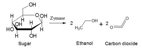 Alcoholic fermentation takes place in the presence ofMaltase.Zymase ...