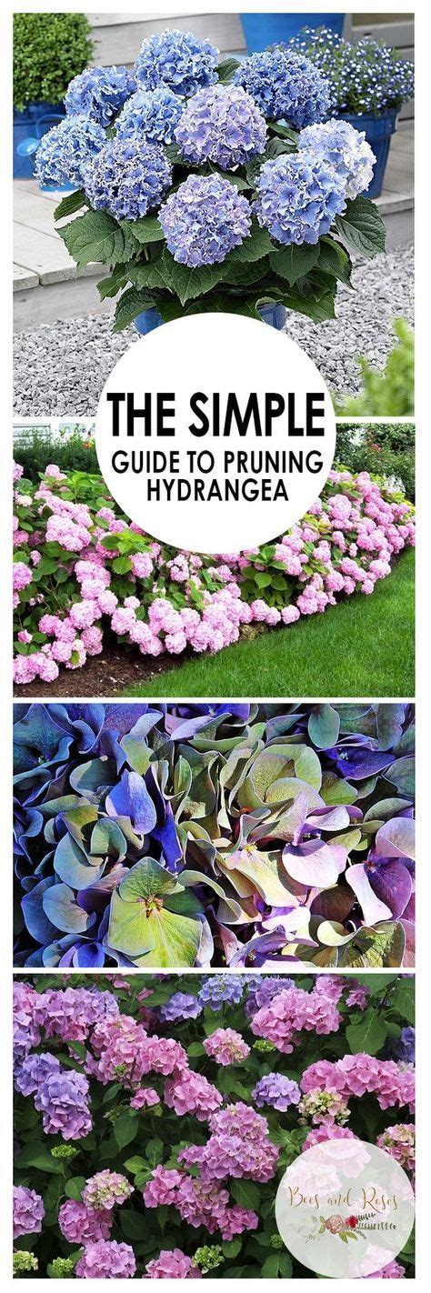 Pruning Hydrangeas: How To, When To, Spring, Winter, Fall, Summer ...