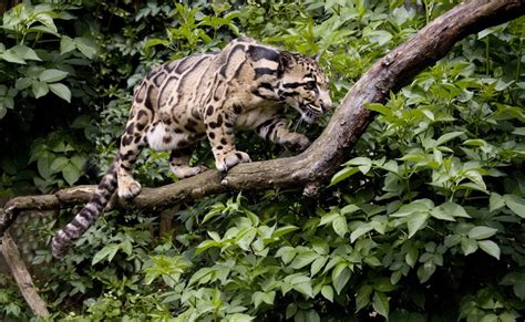 Clouded Leopard (Neofelis nebulosa) | about animals