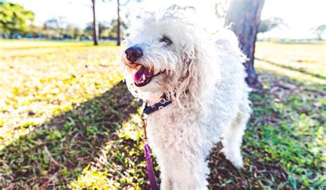 Best Poodle Mixes For Allergies: Full List And Guide – Nayturr