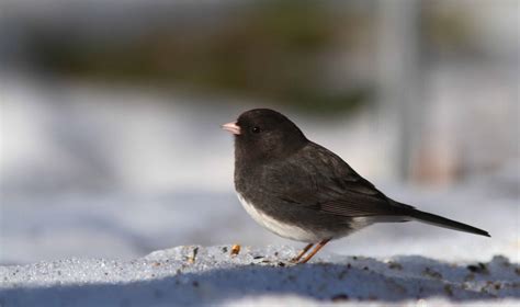 Dark-eyed Junco – Indiana Audubon