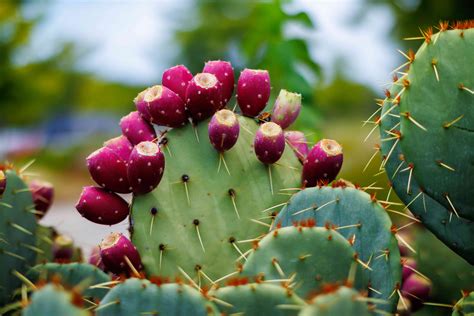 Prickly Pear Benefits, According to a Dietitian