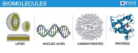 What are Organic Compounds? | ChemTalk