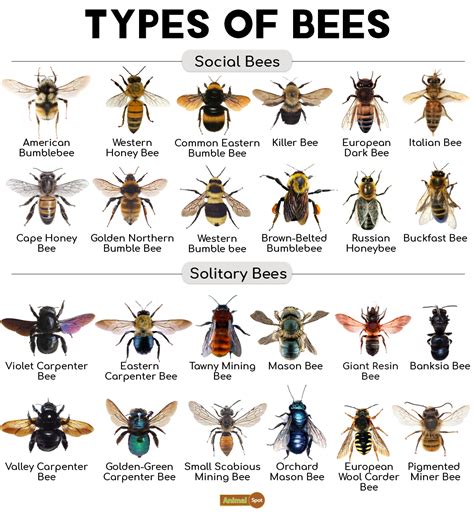 Identifying Types Of Bees