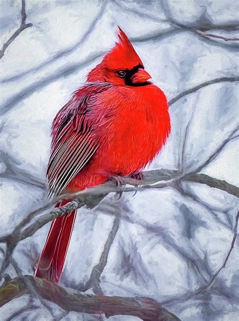 Northern Cardinal In Winter Photograph by Wes Iversen