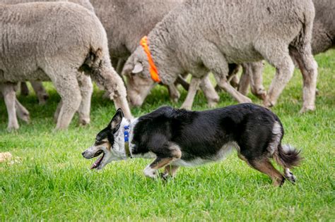 Go Dog Go: Sights And Sounds From The Meeker Classic Sheepdog ...