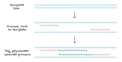 Ask: Polymerase chain reaction (PCR)