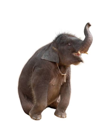 Elephant Trumpeting Photos Stock Photos, Pictures & Royalty-Free Images ...