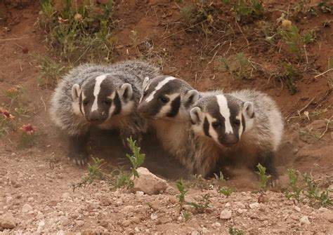 American Badger cubs | American Badger cubs | Deb Whitecotton | Flickr