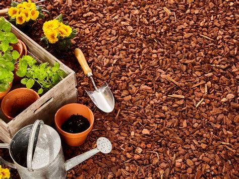 Mulch Colors: How To Choose The Right One For Your Garden