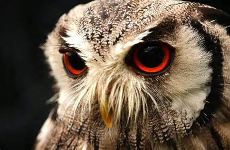 Screech Owl - Description, Habitat, Image, Diet, and Interesting Facts