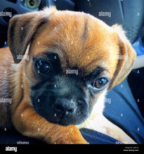 Chug puppy hi-res stock photography and images - Alamy