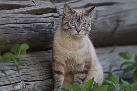 Rabies in Cats: Signs & Symptoms | Midway Veterinary Hospital