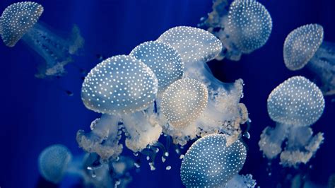 133 Jellyfish HD Wallpapers Backgrounds - Wallpaper Abyss