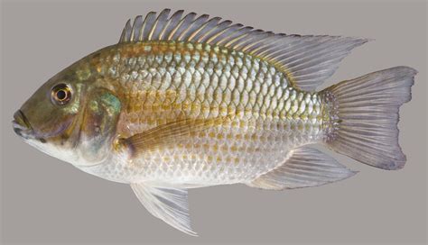 Blackchin Tilapia – Discover Fishes