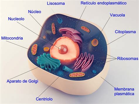 Célula animal: Partes y funciones explicadas al detalle