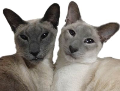 Blue Point Siamese Cats