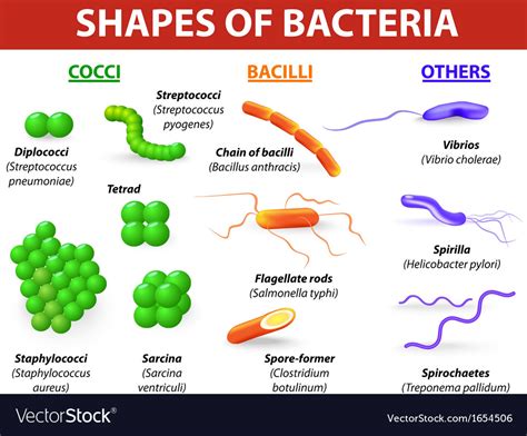 Bacteria Types Chart