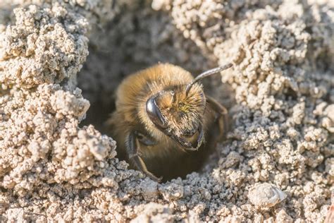 Why Do I See Bees on the Ground? Do They Have Nests?