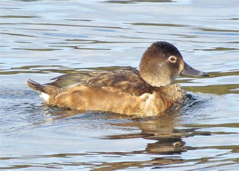 Ring-necked Duck female | BirdNote