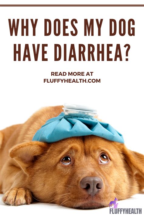 Why Does My Dog Have Diarrhea? 9 Underlying Diseases Behind Canine’s ...