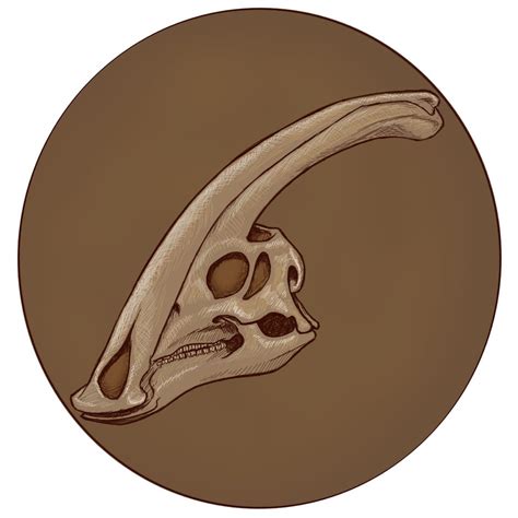 Parasaurolophus Skull : Dinosaurs