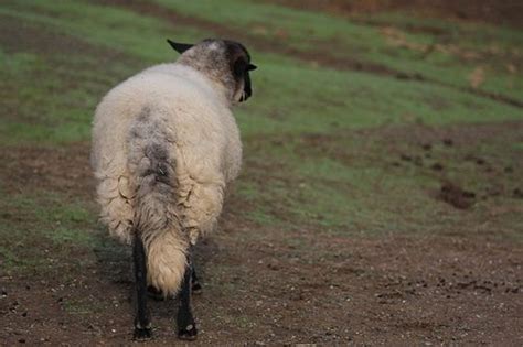 Aiden sheep's tail by Marji Beach, via Flickr ~Animal Place Sanctuary ...