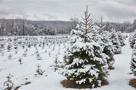 The Best Evergreens for Christmas Trees