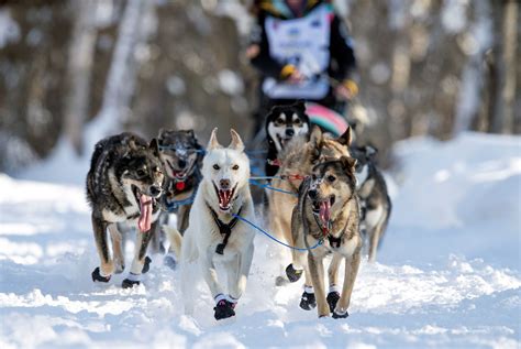 How Many Dogs Make Up A Sled Team