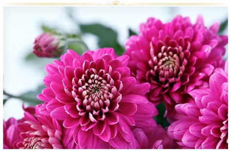 26 Types of Pink Flowers: Tips + Pictures - ProFlowers Blog