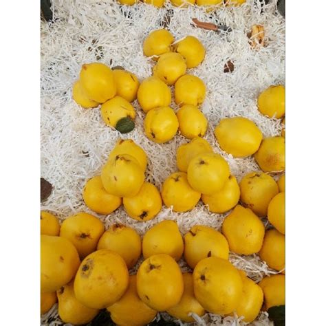 Jual Buah Tropis Terlengkap & Harga Terbaru Maret 2023 | Shopee Indonesia