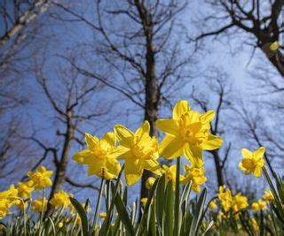 10 best varieties of narcissi bulbs to plant now | Homes & Gardens