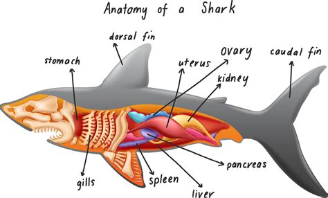 Anatomy of a shark 1970265 Vector Art at Vecteezy