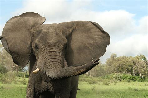 Angry Elephant 5 | Before going on Safari, I was expecting t… | Flickr