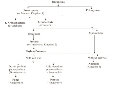 With the help of flow chart depict five kingdom classification