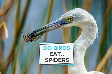 Do Birds Eat Spiders? [Everything You Need to Know] - Birdwatching Buzz