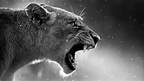 Lion Roaring, HD Animals, 4k Wallpapers, Images, Backgrounds, Photos ...