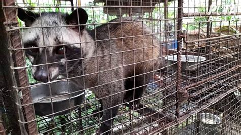 Civet Cats Driven Mad: PETA Exposes Kopi Luwak Coffee - News - PETA ...