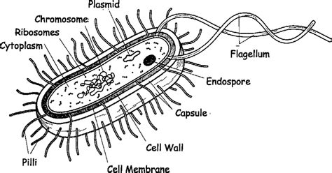 Bacteria Cell Structure