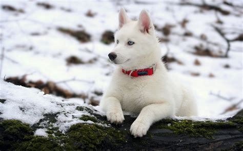 7 Things You Need To Know About The Siberian Husky - Animalso