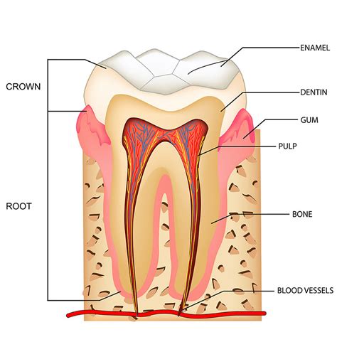 What’s a Tooth Crown? - Serene Smiles