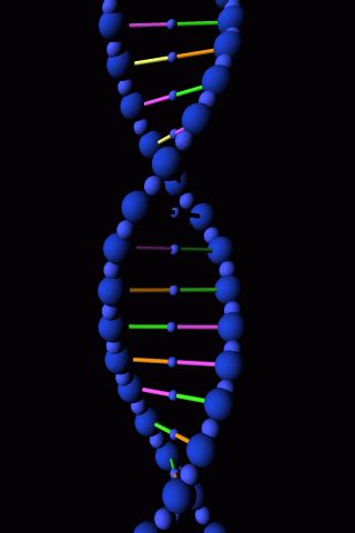 DNA double helix rotating animation gif | Dna 3d, Dna, Dna activities