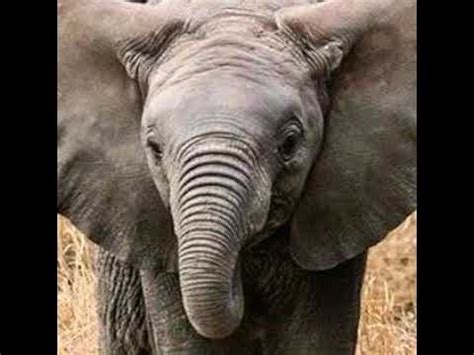 Baby Elephant Trumpet 🐘 🔊 - YouTube