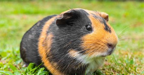 Discover The Largest Guinea Pig Ever - A-Z Animals