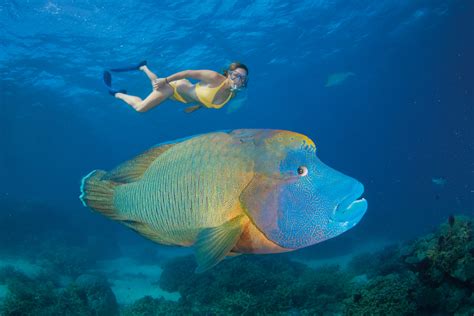 11 Bizarre Species to Look for on a Great Barrier Reef Dive [Pics]