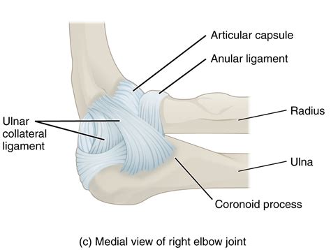 Medial Elbow Anatomy