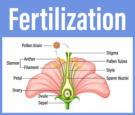 Diagram showing fertilization in flower 7396724 Vector Art at Vecteezy