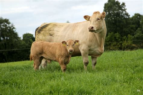 Board 1 - Charolais - The Breed to Improve all Breed's - Irish ...